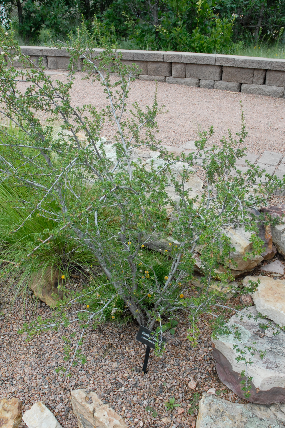 Stansbury's Cliffrose